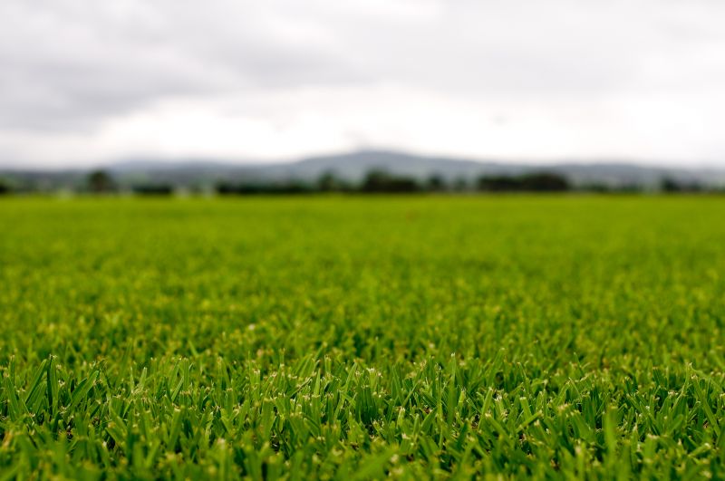 Lush Green Grass